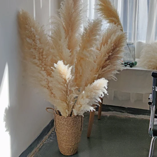 Grama de pampas com flores secas naturais reais para decoração de casa 009